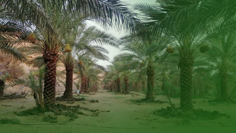 مزارع نخيل وزيتون